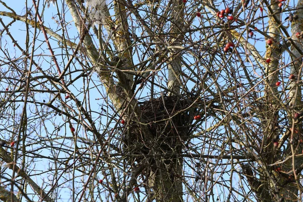 Plan Angle Bas Nid Oiseau Sur Arbre — Photo