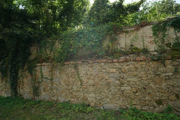 Bel Colpo Vegetazione Che Cresce Muro Pietra — Foto Stock