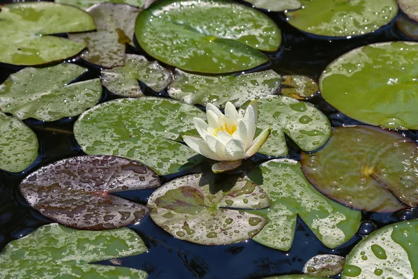 昼間は太陽の光の下で蓮の花の群生 — ストック写真