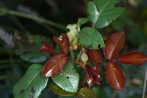 Soft Focus Leaves Rose Bush Garden — Stock Photo, Image