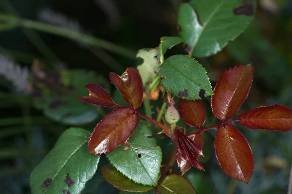 さまざまな葉のクローズアップビューマクロショット — ストック写真