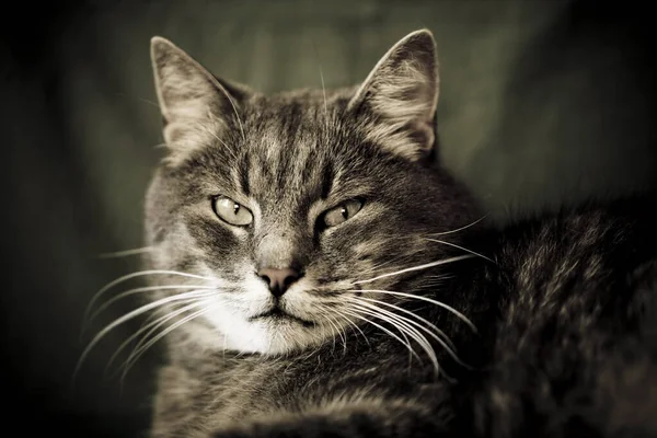 一只可爱的灰猫的特写镜头 — 图库照片