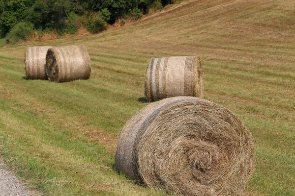 Closeup Shot Rolls Hay Field — Stock Photo, Image