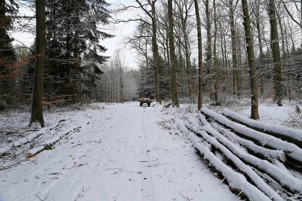 Καλυμμένα Χιόνι Κούτσουρα Ξύλου Στο Δάσος — Φωτογραφία Αρχείου