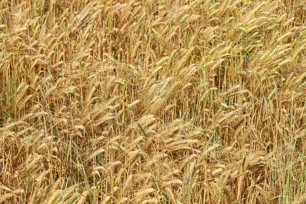 Güneş Işığının Altındaki Buğday Tarlasının Yakın Plan Çekimi — Stok fotoğraf