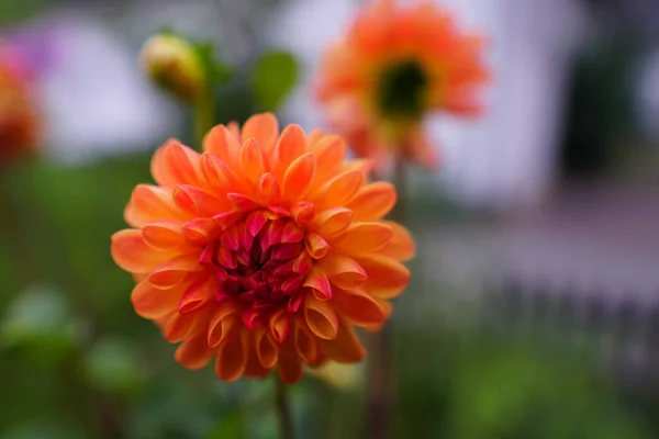 ダリアの花の選択的フォーカスショット — ストック写真
