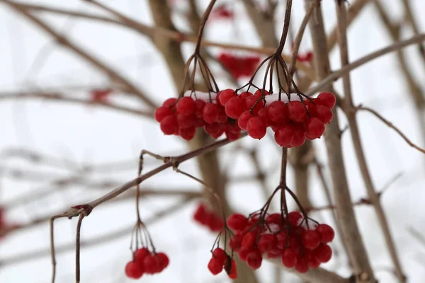 Den Röda Mogna Frukten Guelder Ros Växt — Stockfoto