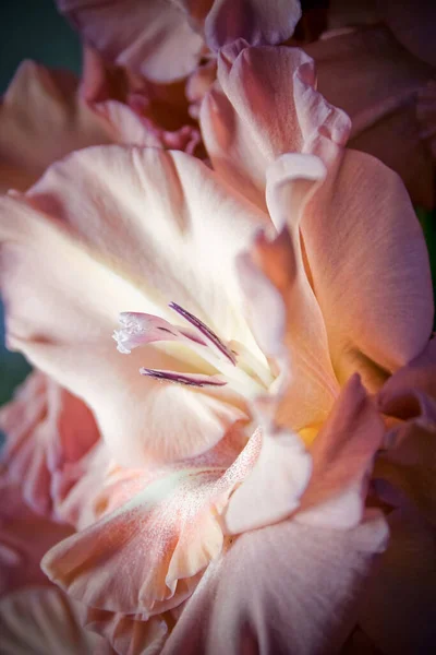 분홍빛 글라디올러스의 클로즈업 — 스톡 사진