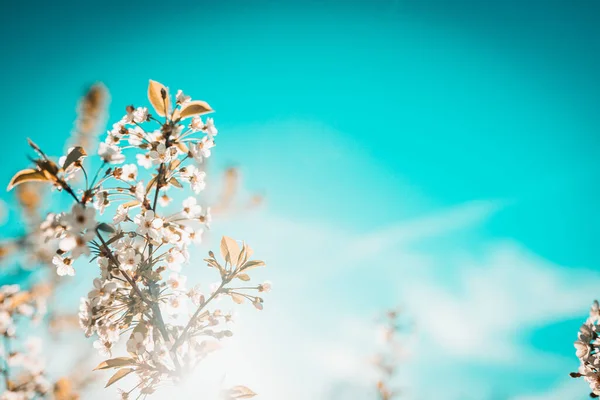 Angle Bas Gros Plan Fleur Cerisier Avec Fond Flou — Photo