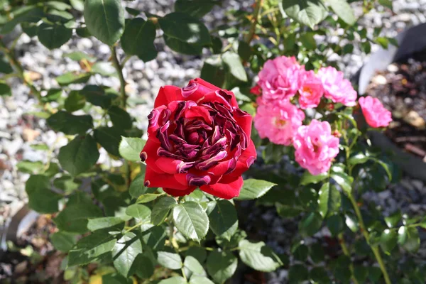 Μια Κορυφαία Άποψη Ενός Κόκκινου Τριαντάφυλλου Που Σφραγίζεται Από Τον — Φωτογραφία Αρχείου