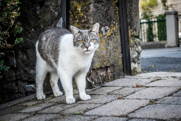 Chat Gris Blanc Extérieur — Photo