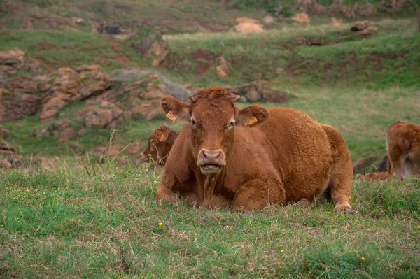 一群奶牛白天在牧场上吃草 — 图库照片