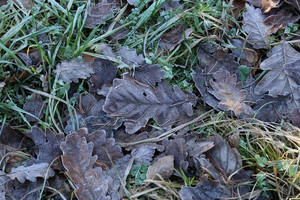 Fallen Leaves Covered Frost Morning Autumn — Stock Photo, Image