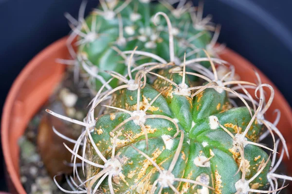 Gros Plan Petits Cactus Pot Sous Lumière Soleil Avec Fond — Photo