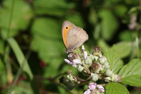 Ein Schöner Schmetterling Sitzt Auf Einer Pflanze — Stockfoto