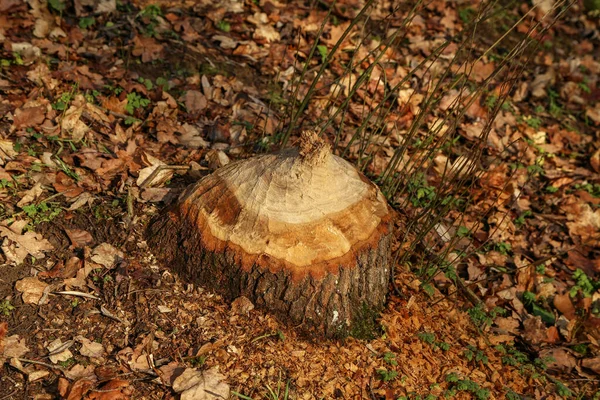 Hög Vinkel Skott Jord Täckt Med Torra Blad — Stockfoto