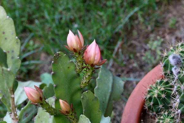 Closeup Cacto Flowering Potted Jardim Com Fundo Embaçado — Fotografia de Stock