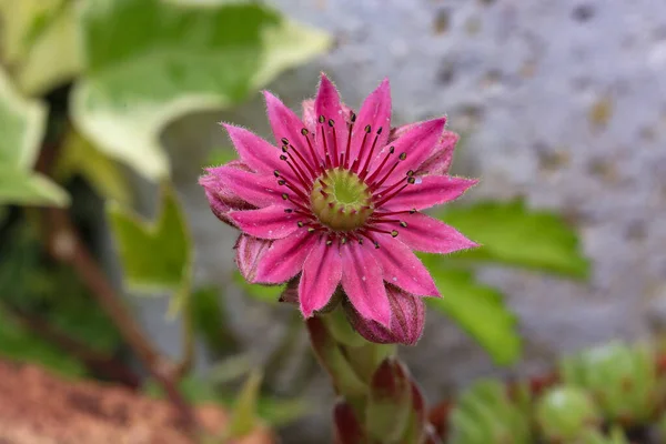 Pembe Çiçeğin Yakın Çekimi — Stok fotoğraf