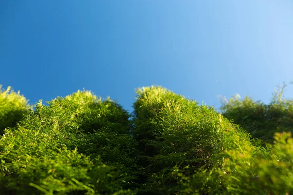 Tiro Ángulo Bajo Abetos Negros Hoja Corta Con Cielo Azul —  Fotos de Stock