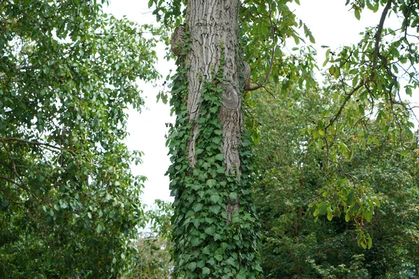 Ένα Κοντινό Πλάνο Εστίασης Ενός Δέντρου Κατάφυτου Βλάστηση — Φωτογραφία Αρχείου