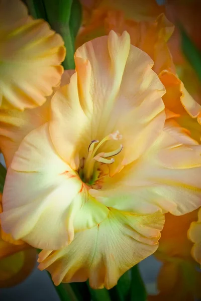 Güzel Bir Gladiolus Çiçeğinin Yakın Çekimi — Stok fotoğraf