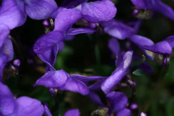 暗い背景に紫色の植物のマクロショット — ストック写真