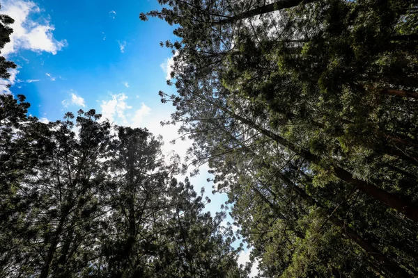 Een Lage Hoek Shot Van Hoge Bomen Een Woud — Stockfoto