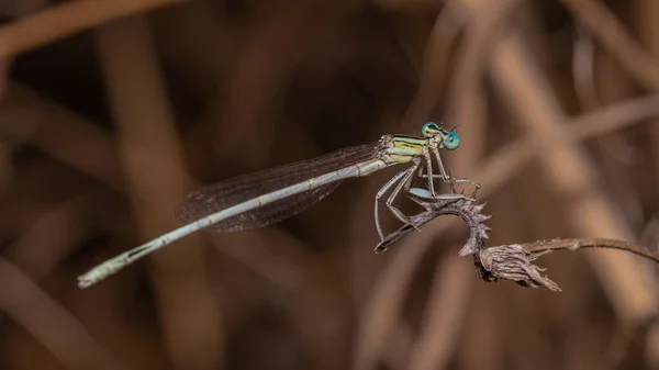 Closeup Dragonfly Plant Field Sunlight Blurry Background — Stock Photo, Image