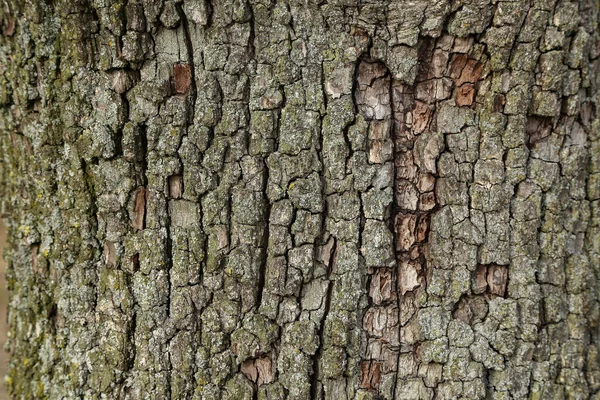 梨の木の樹皮のクローズアップショット 背景に最適です — ストック写真