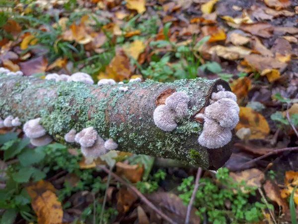 Gros Plan Sélectif Petits Champignons Poussant Sur Une Branche Arbre — Photo