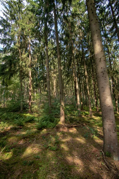 Une Forêt Dense Avec Grands Arbres Qui Poussent Très Étroitement — Photo