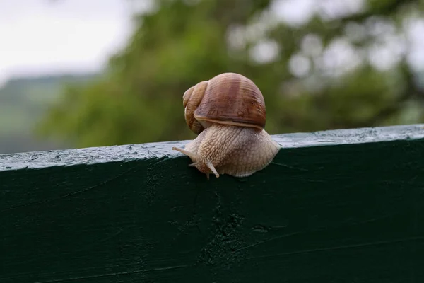 Tiro Perto Caracol Uva Rastejando Uma Tábua Madeira — Fotografia de Stock