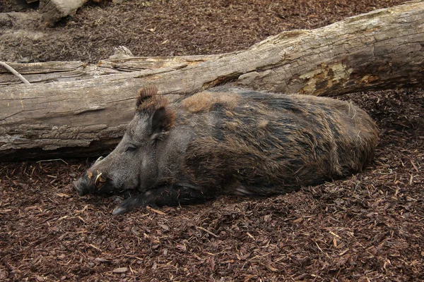 Een Close Van Een Wild Zwijn Liggend Grond Een Bos — Stockfoto