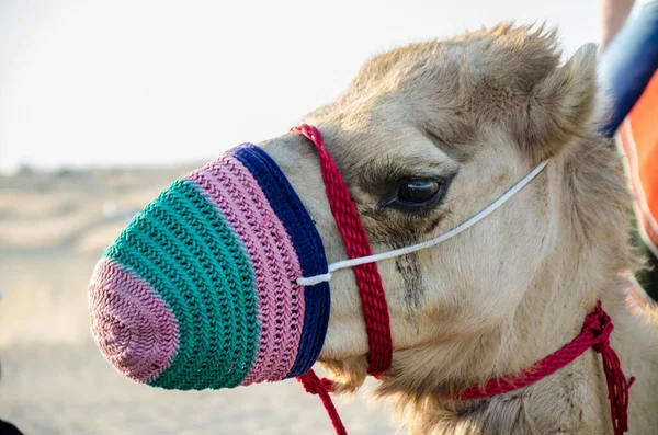 Een Close Opname Van Arabische Kameel — Stockfoto