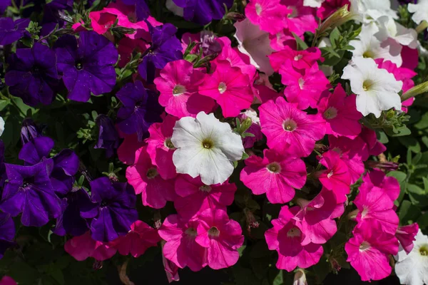 Closeup Shot Colorful Petunia Flowers — Stock Photo, Image