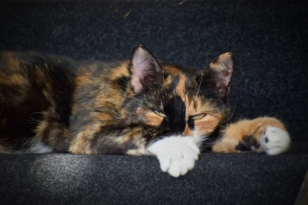 Detailní Záběr Rozkošné Calico Kočka Schodech Venku Denního Světla — Stock fotografie