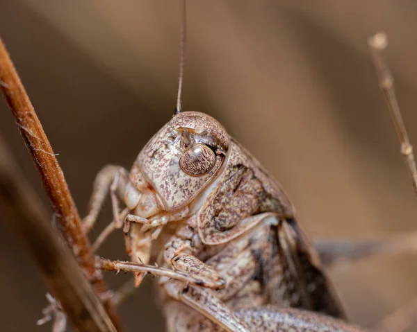 Closeup Shot Grasshopper Blurred Background — Stock Photo, Image