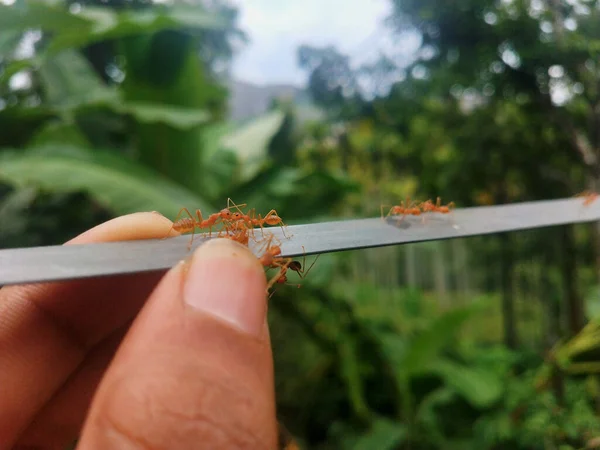 Semut Pada Permukaan Logam Tangan Seorang Pria — Stok Foto