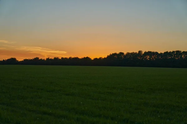 Campo Hierba Reluciente Bajo Atardecer Dorado — Foto de Stock