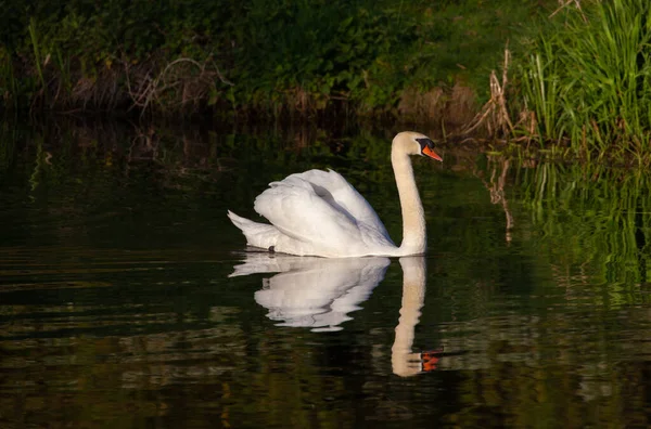 Een Witte Zwaan Weerkaatst Meer — Stockfoto