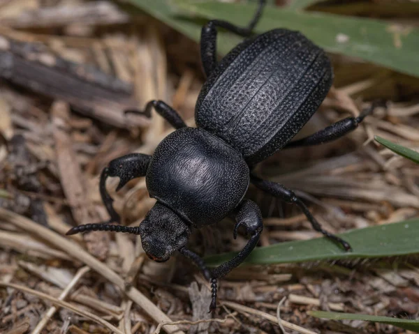 Gros Plan Gros Carabus Coriace Noir — Photo