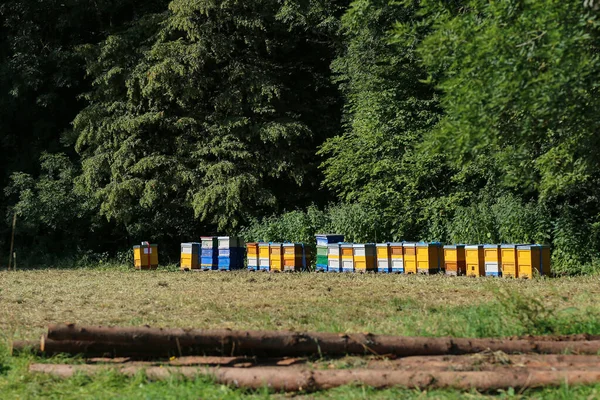 Apiario Con Alveari Colorati Margini Della Foresta — Foto Stock