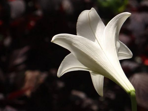 Primer Plano Flor Lirio Blanco Sobre Fondo Borroso — Foto de Stock