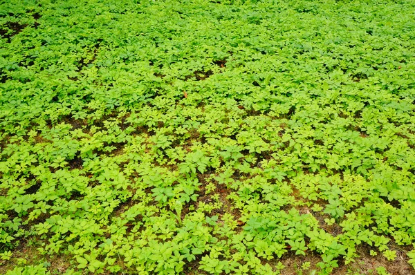 Vegetação Verde Crescendo Uma Floresta — Fotografia de Stock