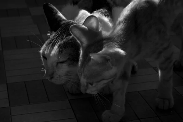 Grayscale Closeup Brazilian Shorthair Cat Room — Stock Photo, Image