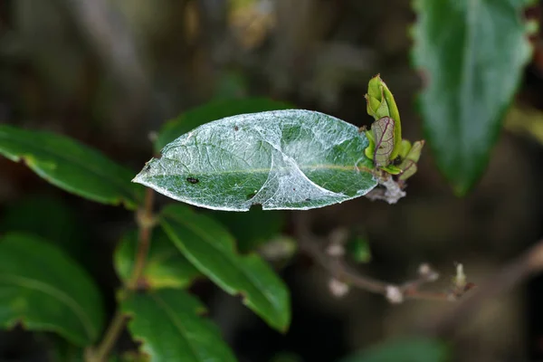거미줄로 나뭇잎의 — 스톡 사진