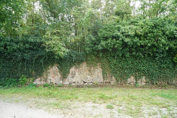 Uma Paisagem Gramada Lado Uma Parede Concreto Com Videiras Rastejantes — Fotografia de Stock