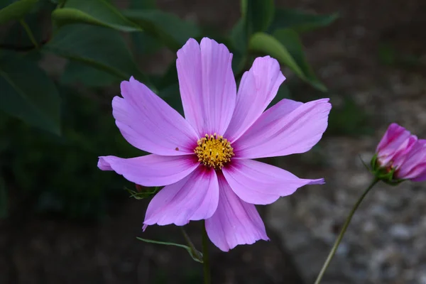 Enfoque Selectivo Una Hermosa Flor Del Cosmos — Foto de Stock