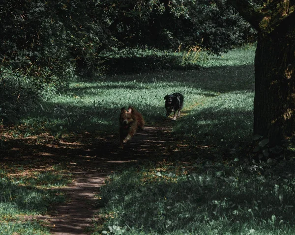 Den Fluffiga Bedårande Hundar Som Springer Skogen — Stockfoto