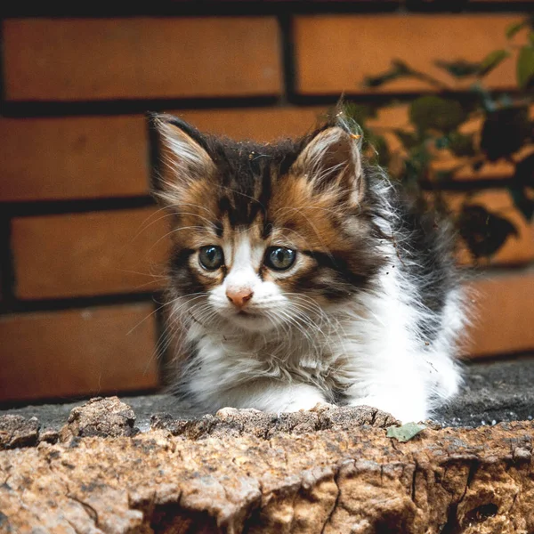 Nahaufnahme Eines Entzückenden Kätzchens Das Auf Dem Boden Sitzt — Stockfoto